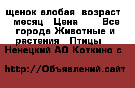 щенок алобая .возраст 1 месяц › Цена ­ 7 - Все города Животные и растения » Птицы   . Ненецкий АО,Коткино с.
